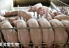 学习通猪疫病答案（猪病防治期末考试题）